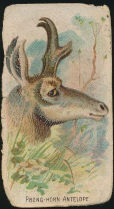 30 Prong-Horn Antelope